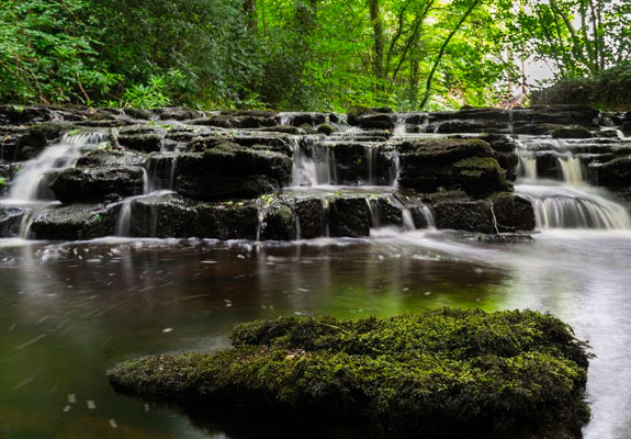 The Fantastical Fedge of Fardross Forest